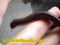 /home//u458753944/public_html/sourcegallery//Insects and small critters/millipedes and centipedes/DSCN1192.JPG